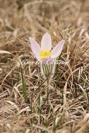Pasque Flower 12 - April 16, 2016