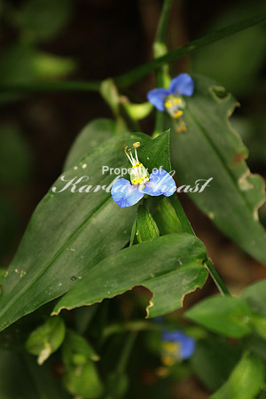 Asiatic Dayflower 7- October 7, 2016