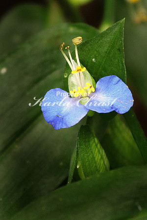 Asiatic Dayflower 3- October 7, 2016