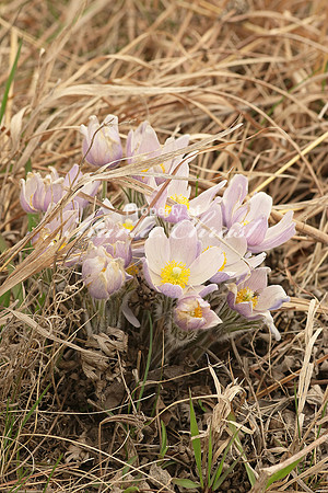Pasque Flower 16 - April 16, 2016