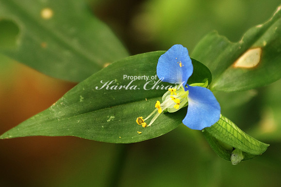 Asiatic Dayflower 1- October 7, 2016