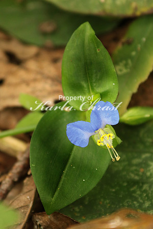 Asiatic Dayflower 6- October 7, 2016
