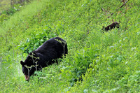 Black Bear Mother and Cub - May 16, 2014 Shenandoah National Park Virginia