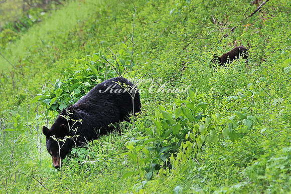 Black Bear Mother and Cub - May 16, 2014 Shenandoah National Park Virginia