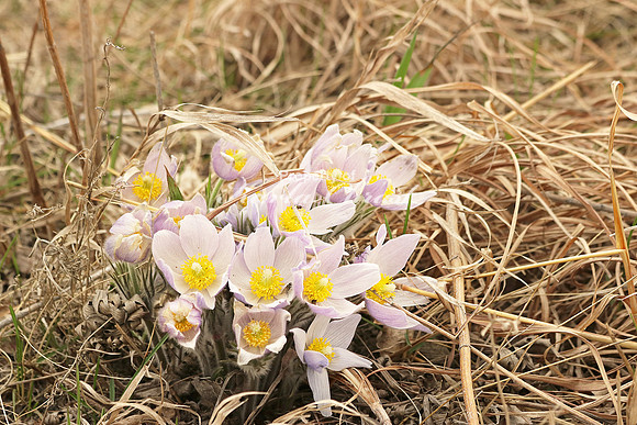 Pasque Flower 33 - April 16, 2016
