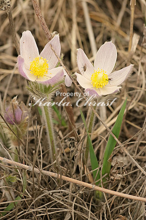 Pasque Flower 17 - April 16, 2016