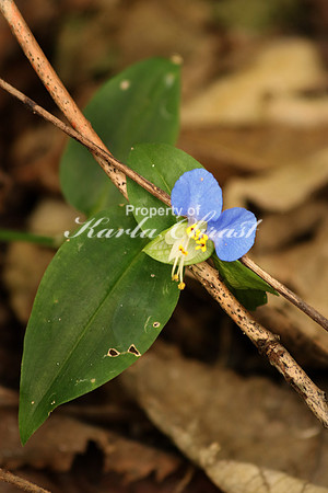 Asiatic Dayflower 4- October 7, 2016