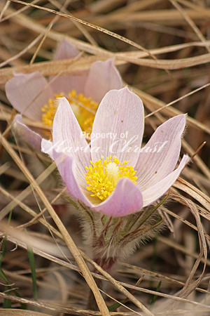 Pasque Flower 29 - April 16, 2016