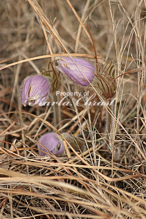 Pasque Flower 25 - April 16, 2016