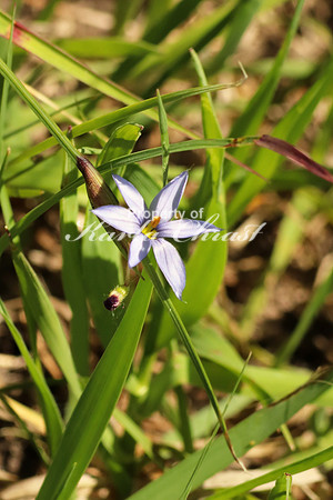 Prairie Blue-eyed Grass 3 - June 1, 2018