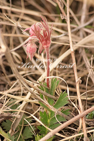 Prairie Smoke 2 - April 16, 2016