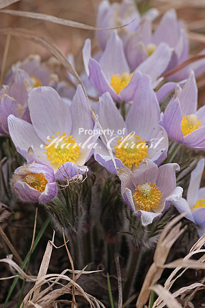 Pasque Flower 21 - April 16, 2016