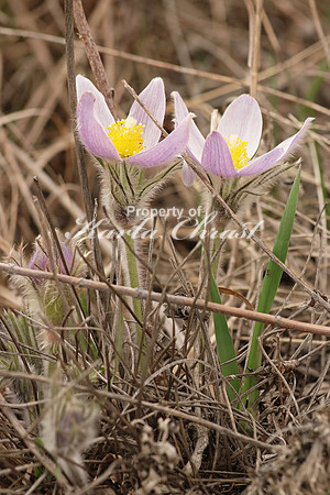 Pasque Flower 1 - April 16, 2016