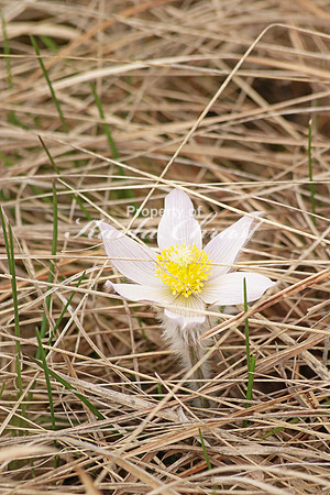 Pasque Flower 10 - April 16, 2016