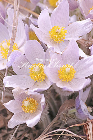 Pasque Flower 3 - April 16, 2016