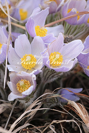 Pasque Flower 24 - April 16, 2016