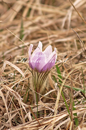 Pasque Flower 27 - April 16, 2016