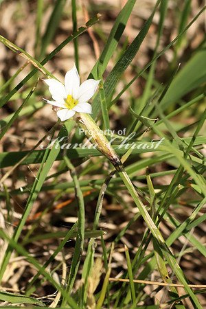 Prairie Blue-eyed Grass 2 - June 1, 2018