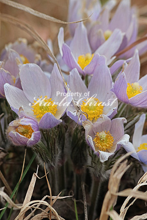 Pasque Flower 13 - April 16, 2016
