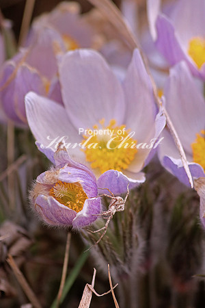 Pasque Flower 22 - April 16, 2016