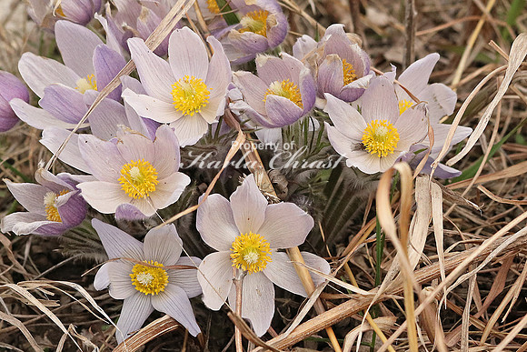 Pasque Flower 9 - April 16, 2016