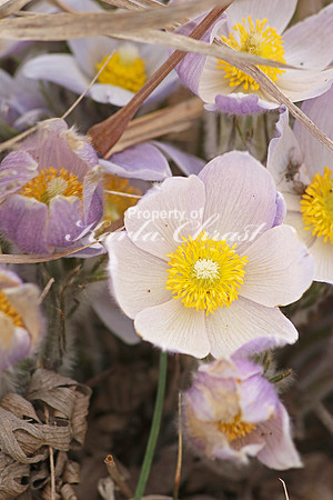 Pasque Flower 15 - April 16, 2016
