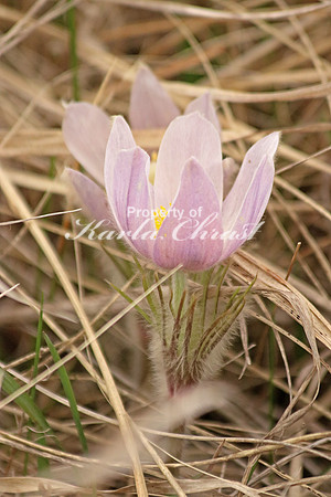 Pasque Flower 19 - April 16, 2016