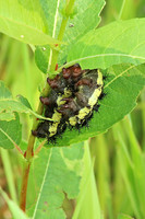 Nevada Buck Moth Caterpillar - July 4, 2015 Glacial Lakes State Trail Minnesota