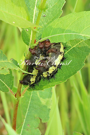 Nevada Buck Moth Caterpillar - July 4, 2015 Glacial Lakes State Trail Minnesota