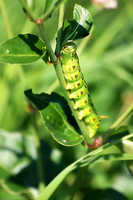 White-lined Sphinx Moth Caterpillar 2 - July 7, 2018