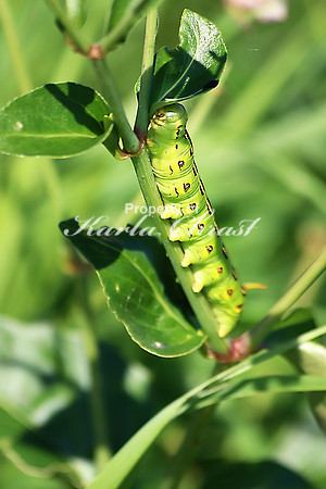 White-lined Sphinx Moth Caterpillar 2 - July 7, 2018