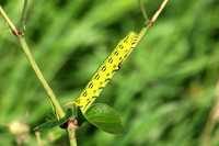 White-lined Sphinx Moth Caterpillar 1 - July 7, 2018