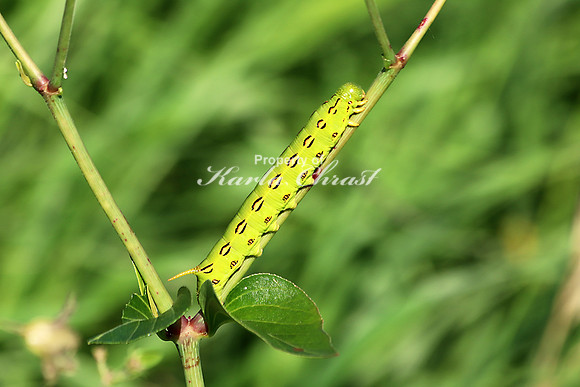 White-lined Sphinx Moth Caterpillar 1 - July 7, 2018