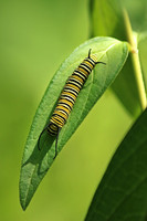 Monarch Caterpillar 2 - July 4, 2016 Dakota Rail Regional Trail Minnesota