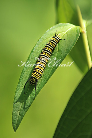 Monarch Caterpillar 2 - July 4, 2016 Dakota Rail Regional Trail Minnesota