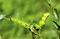 White-lined Sphinx Moth Caterpillar 5 - July 7, 2018