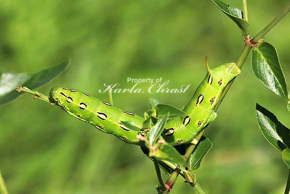 White-lined Sphinx Moth Caterpillar 5 - July 7, 2018