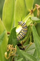 Monarch Caterpillar 5 - July 21, 2018 Big Stone National Wildlife Refuge Minnesota