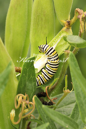 Monarch Caterpillar 5 - July 21, 2018 Big Stone National Wildlife Refuge Minnesota