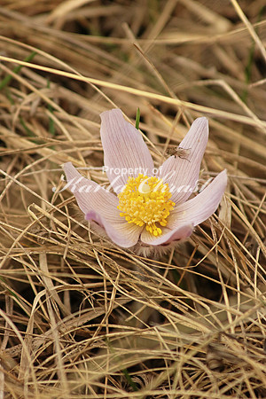 Pasque Flower 5 - April 16, 2016