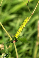 White-lined Sphinx Moth Caterpillar 3 - July 7, 2018