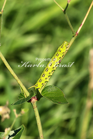 White-lined Sphinx Moth Caterpillar 3 - July 7, 2018