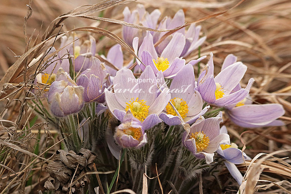 Pasque Flower 20 - April 16, 2016