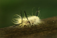 American Dagger Moth Caterpiller - October 10,  2016 Mammoth Cave National Park Kentucky