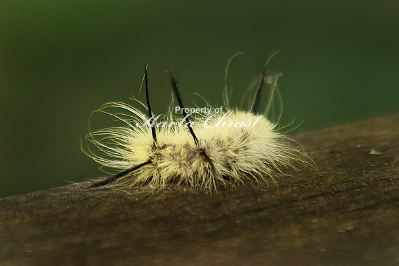 American Dagger Moth Caterpiller - October 10,  2016 Mammoth Cave National Park Kentucky