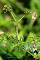White-lined Sphinx Moth Caterpillar 6 - July 7, 2018