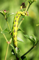 White-lined Sphinx Moth Caterpillar 7 - July 7, 2018