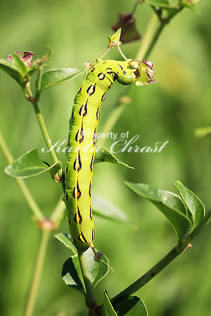 White-lined Sphinx Moth Caterpillar 7 - July 7, 2018