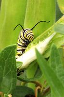 Monarch Caterpillar 3 - July 21, 2018 Big Stone National Wildlife Refuge Minnesota
