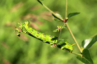 White-lined Sphinx Moth Caterpillar 4 - July 7, 2018